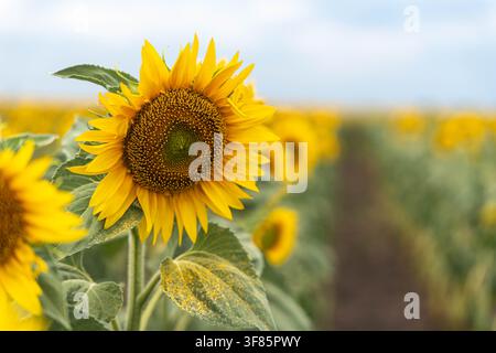 Sonnenblume blüht, auf dem Feld, mit Sonnenblumen, Blättern, aus einer Nahaufnahme-Perspektive, mit gelben, grünen Akzenten und heller, fröhlicher Stimmung Stockfoto