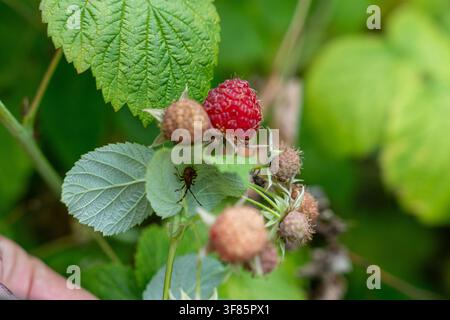 Eine ruhige Gartenszene im Freien mit einer Nahaufnahme von lebendig roten reifen Himbeeren neben unreifen braunen Beeren, umgeben von üppigem grünem Laub Stockfoto