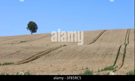 Eine rollende goldene Weizenfeld erstreckt sich über eine sanft abfallende ländliche Landschaft, mit einem einsamen Baum am Horizont und Traktorspuren unter einem klaren Blu Stockfoto