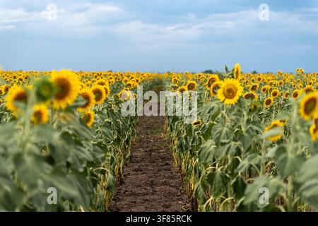 Ein ruhiges Sonnenblumenfeld in voller Blüte, das lebendige gelbe und grüne Farbtöne vor einer friedlichen landwirtschaftlichen Kulisse zeigt. Reihen von Sonnenblumen Stockfoto