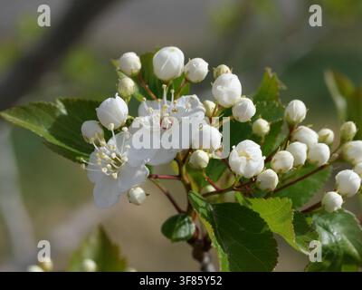 Weiße Blüten und ungeöffnete Knospen der Winter-King-Hainbuche (Crataegus viridis 'Winter King') im Frühling in Colorado, USA. Stockfoto
