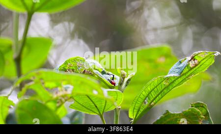 Ein roter Giraffenrüsselkäfer ruht auf beschädigten grünen Blättern in einem tropischen Wald in Madagaskar. Stockfoto