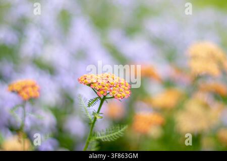 Rosa dekorative Schafgarbe, auch bekannt als Achillea millefolium, gewöhnliche Schafgarbe und Milchkraut, mit gelben Zentren vor einem weichen lavendelblauen und gelben Hintergrund Stockfoto