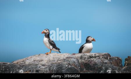 Atlantik-Murmeltiere stehen auf Küstenfelsen auf den Farne Islands, Northumberland, aufgenommen unter hellen Sommerbedingungen, Juli 2026 Stockfoto