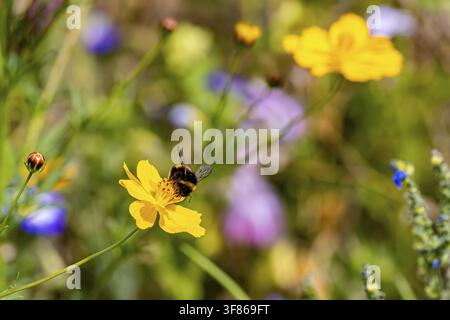 Blumenwiese mit Hummeln und blühenden bunten Blumen auf der Insel Reichenau im Bodensee. Reichenau, Baden-Württemberg, Deutschland Stockfoto