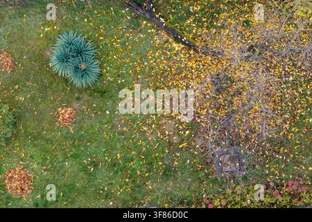 Luftbild eines Gartens mit grünem Gras, verstreuten gelben Herbstblättern, einer kleinen Yucca-Pflanze und einem abgefallenen Ast in Belgrad, Stadt Belgrad Stockfoto
