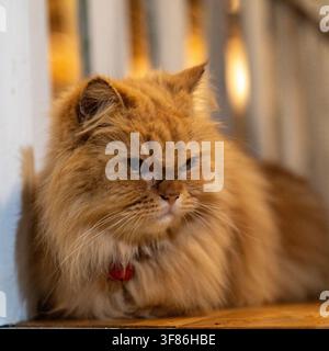 Mürrischer flauschiger langhaariger ingwerfarbener Perserkatze ruht drinnen auf einem Holzboden im Janur Bungalow in der Nähe von Borobudur, Indonesien. Stockfoto