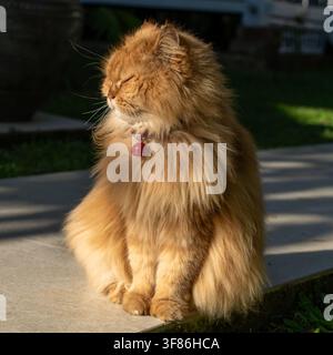 Flauschige langhaarige rote Perserkatze mit rotem Glöckchenhalsband sonnt sich und schließt die Augen im Janur Bungalow in der Nähe von Borobudur, Indonesien. Stockfoto