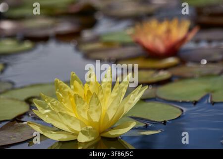 Gelbe harte Wasserlilie Stockfoto