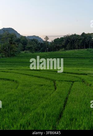 Panoramatische vertikale Ansicht üppiger grüner Reisterrassen in Girimulyo, Kulon Progo, nahe Yogyakarta, Indonesien. Tropische Hügellandschaft. Stockfoto