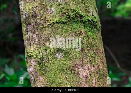 Nahaufnahme der moosbedeckten Rinde eines chinesischen Mahagonibaums Stockfoto