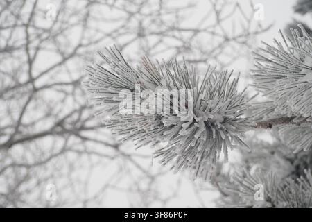 Eisbedeckte Kiefernzweige im Winter Stockfoto