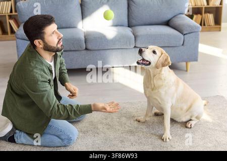 Mann trainiert Labrador Retriever mit Tennisball im gemütlichen Wohnzimmer-Interieur zu Hause Stockfoto