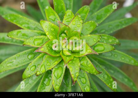 Nahaufnahme von ungeöffneten Lilienblütenknospen mit Regentropfen auf glänzendem grünen Laub Stockfoto