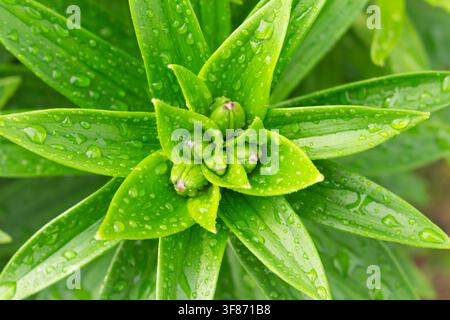 Oberansicht von ungeöffneten Lilienknospen mit frischen Regentropfen auf grünen Blättern in einem Garten Stockfoto