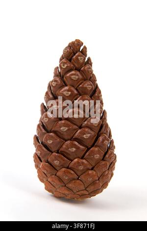 Tannenzapfen isoliert auf weißem Hintergrund. Stockfoto