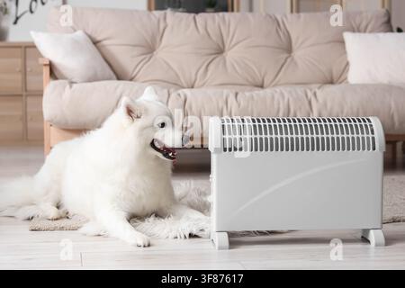 Süßer Samoidenhund, der zu Hause in der Nähe des Heizkörpers liegt Stockfoto