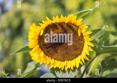Lebendige Sonnenblumenblüte im Sonnenlicht: Eine Nahaufnahme einer hellgelben Blume mit grünem Laub in einer sonnigen Garten- oder Feldumgebung Stockfoto