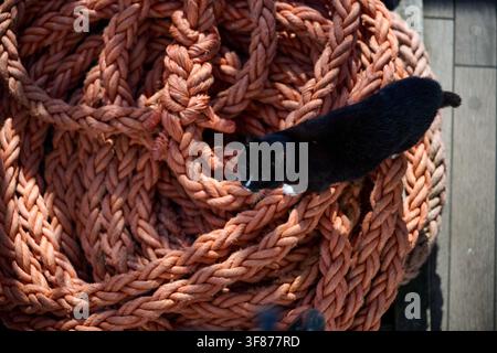 Schwarze Katze steht auf einem dicken orangefarbenen Ankertau auf dem Schiffsdeck, Gdynia, Pommern, Polen, Ostsee, Europa Stockfoto