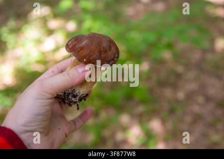 Nahaufnahme einer menschlichen Hand, die einen frisch gepflückten Wilden Steinpilz (Boletus edulis) vor Waldhintergrund während einer erfolgreichen Herbsternte hält Stockfoto