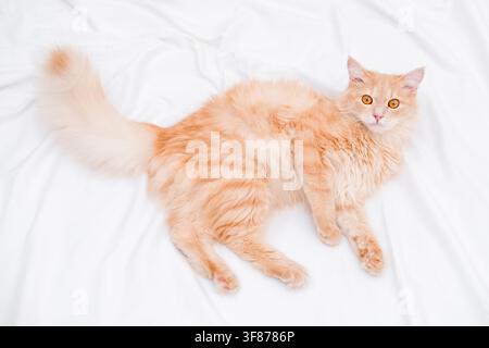 Hochwinkelaufnahme einer flauschigen roten Katze, die auf einem weißen Laken liegt. Stockfoto