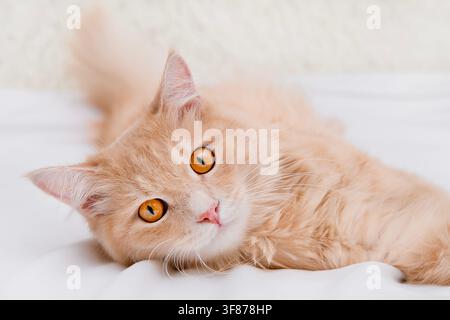 Nahaufnahme-Porträt einer schönen flauschigen roten Katze mit großen bernsteinfarbenen Augen, die im Bett liegt. Stockfoto