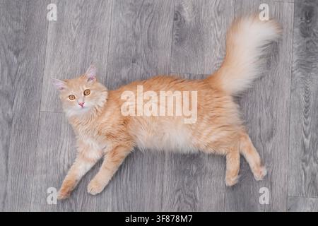 Oberansicht einer flauschigen roten Katze, die auf grauem Laminatboden liegt und nach oben schaut. Stockfoto