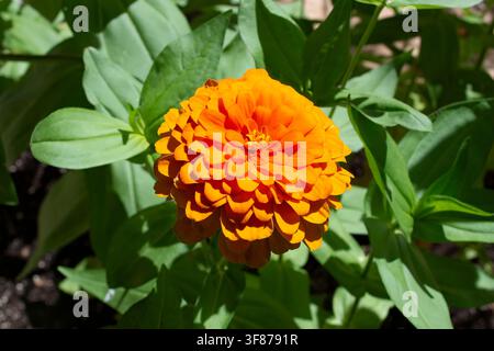 Helle orangefarbene Zinnienblüte Zinnia elegans in voller Blüte, umgeben von lebhaftem grünem Laub in einem Garten an einem sonnigen Tag. Stockfoto