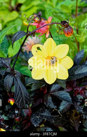 Eine Makrofotografie, die eine Hummel zeigt, die Pollen von einer leuchtend gelben einzelnen Dahlienblüte sammelt, umgeben von tief burgunderbronzefarbenen Blättern und rosa Stockfoto