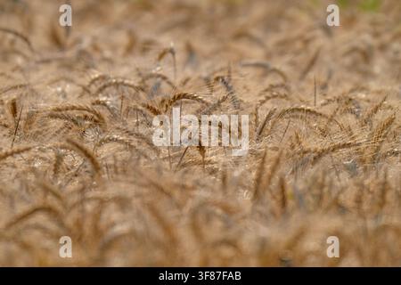 goldenes Feld mit Ähren aus reifem Weizen Stockfoto