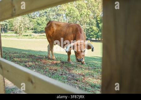 Braune Kuh, die an einem sonnigen Tag hinter einem Holzzaun auf Gras grast Stockfoto