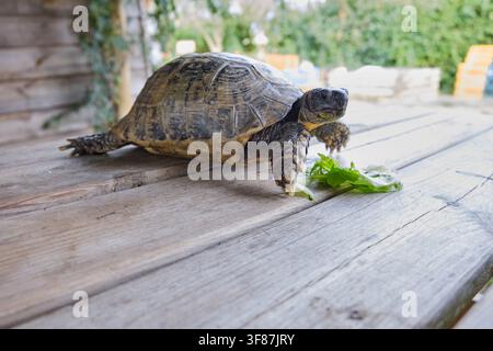 Schildkröte frisst grüne Salatblätter auf einem rustikalen Holztisch im Freien Stockfoto