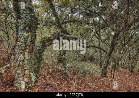Korkeichen mit dicker Rinde und Moos, die in einem natürlichen Herbstwald wachsen Stockfoto