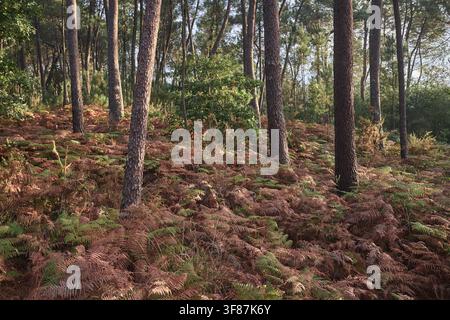 Waldboden bedeckt mit braunen und grünen Farnen unter hohen Kiefern während der Herbstsaison Stockfoto