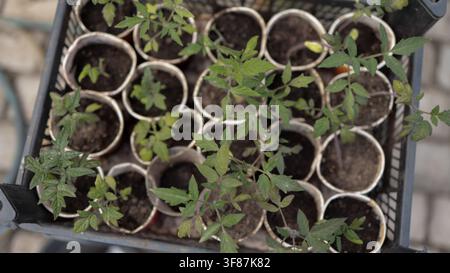 Ansicht von oben über junge grüne Tomatensprossen, die in Papiertöpfe für die Umpflanzung ins Gartenbeet gepflanzt wurden Stockfoto