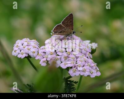 Makro eines männlichen Lycaena tityrus, des dunklen Kupferfalters, auf Achillea millefolium Stockfoto