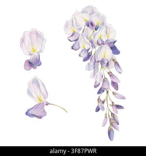 Kaskadierende lila Wisteria-Glyzinien-Raceme, Einzelblüten Nahaufnahme im detaillierten botanischen Stil handgezeichnet mit Kreidebleistift. Florale Markenbildung, Hochzeit Stockfoto