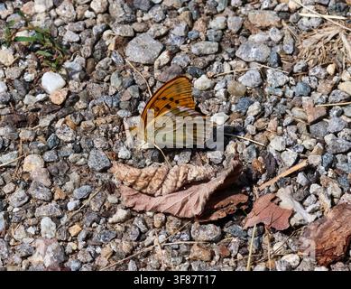 Argynnis paphia, der silbergesprenkelte Perlmuttfalter, der auf dem Boden sitzt Stockfoto