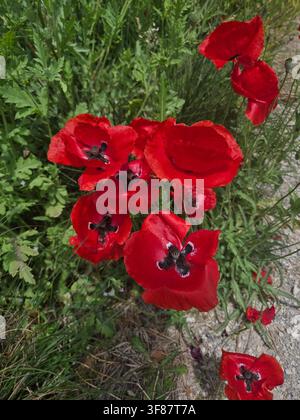 Rote Feldmohnblumen im The Newt in Somerset, Bruton, Somerset, UK.                Ein Büschel lebendiger roter Mohnblumen, Papaver rhoeas, blüht in den Gärten des The Newt in Somerset, einem luxuriösen Landgut und Gärten nahe Bruton, Somerset, England, UK. Stockfoto