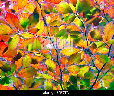 Durchlichtete Blätter zeigen den saisonalen Wechsel vom Sommer zum Herbst. Stockfoto
