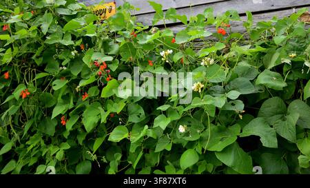 Schnellbohnen und französische Bohnen, die vor dem Holzschuppen wachsen, sowohl rote als auch weiße Blüten. Stockfoto