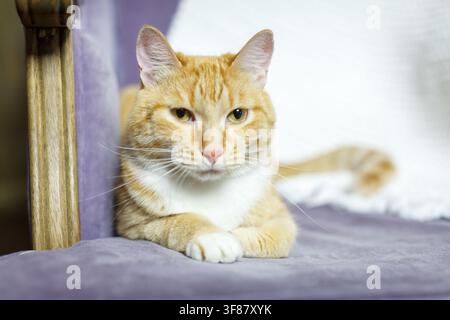 Eine mürrische rote Katze ruht bequem auf einem kuscheligen lila Sessel mit einer weichen weißen Decke. Stockfoto