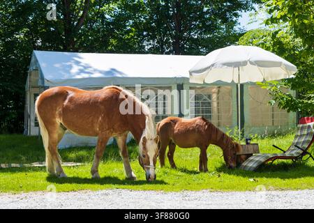 Ein Haflingerpferd und ein Pony grasen friedlich auf einem grünen Rasen neben einem weißen Außenzelt an einem sonnigen Sommertag. Ruhige ländliche Szene mit dom Stockfoto
