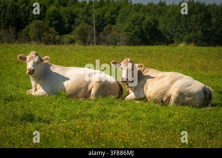 Zwei weiße Rinder ruhen zusammen auf einer sonnigen Sommerweide Stockfoto
