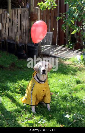 Niedlicher junger Labrador in einem Halloween-Kostüm. Das Bild fängt die Idee eines Halloween-Hundekostüms ab, das von berühmter Horrorliteratur inspiriert ist Stockfoto