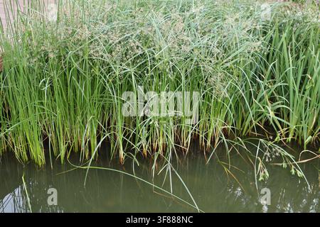 Dichte grüne Schilf-, Seggen- und Sumpfgräser wachsen am Ufer von ruhigem Süßwasser und schaffen einen üppigen natürlichen Uferlebensraum. Stockfoto