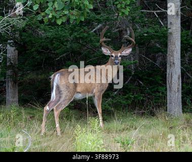 Weißwedelhirsch (Odocoileus virginianus).  Reifer Hirsch im Samthaar.  August im Acadia National Park, Maine, USA. Stockfoto