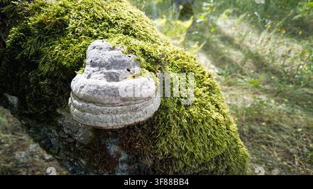 Grauer Becherpilz, der an einem gefallenen Baumstamm befestigt ist, der mit leuchtend grünem Moos bedeckt ist, in einem sonnigen Wald. Konzept der Waldvielfalt, Mykologie und Natur Stockfoto