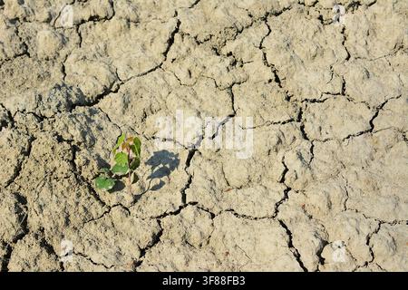 Kleine grüne Pflanze, die in trockener, rissiger Erde an einem sonnigen Tag aus hoher Blickwinkelansicht wächst Stockfoto