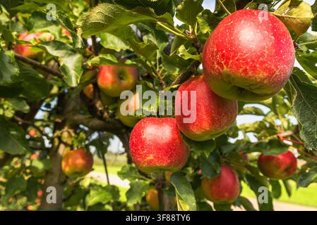 Nahaufnahme von reifen roten Äpfeln (Malus domestica), die an Baumzweigen hängen, Thurgau, Schweiz Stockfoto